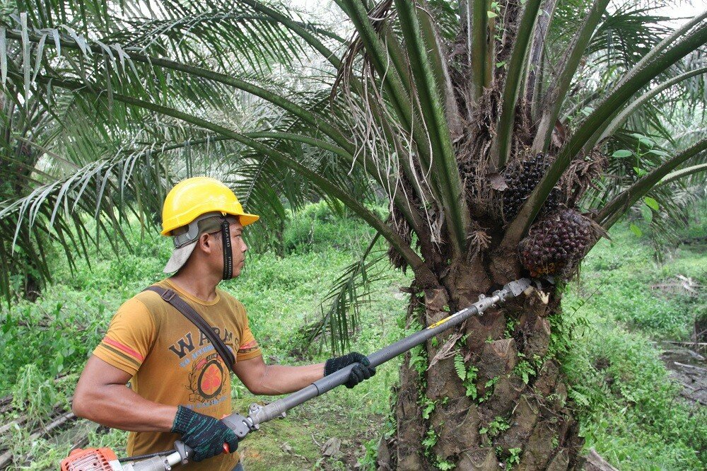 Как производится пальмовое масло? | Новости | Rasva Co. Ltd. | ☎ +7 (812)  325-35-28